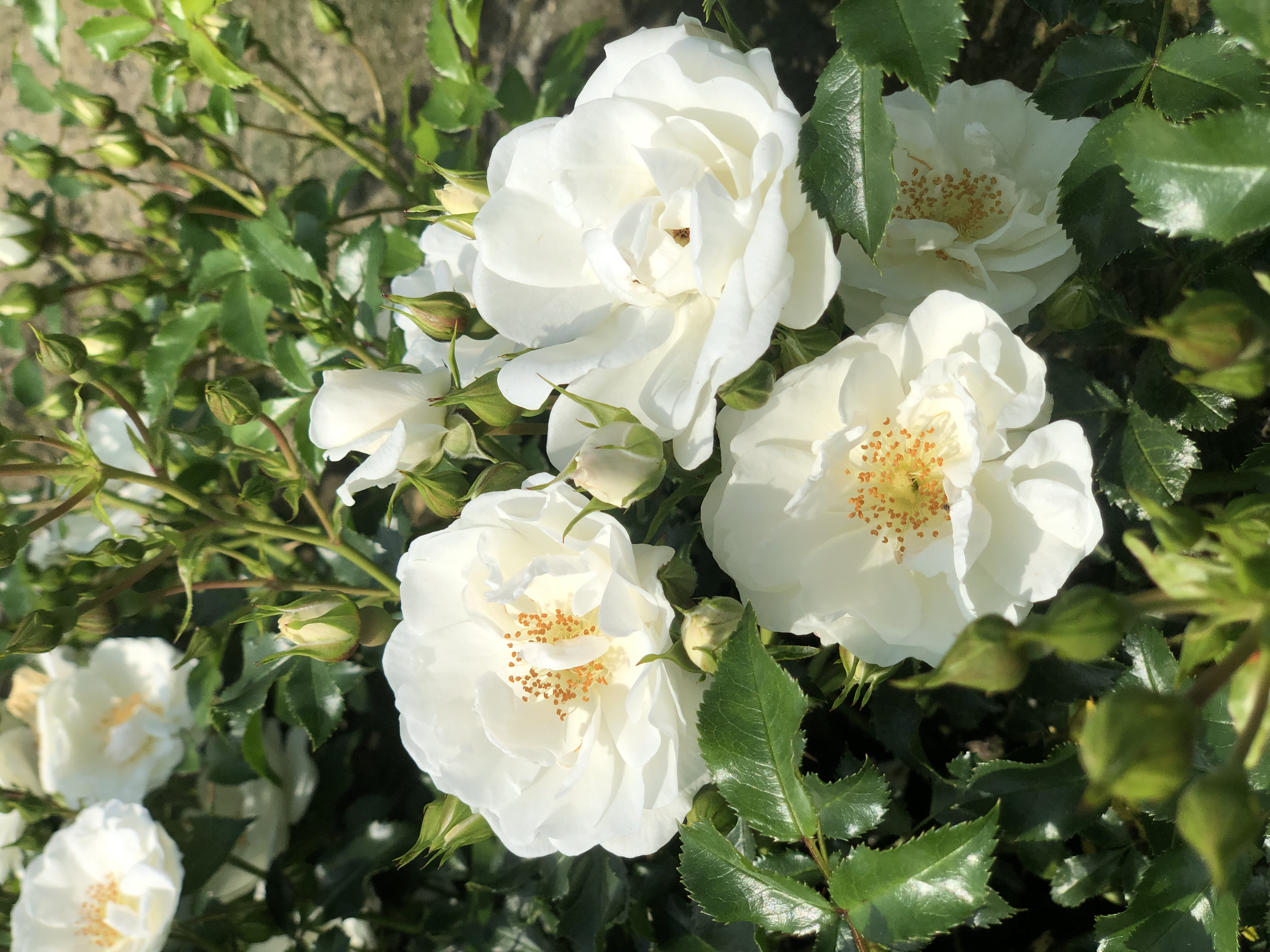 Rosa 'Innocencia'
